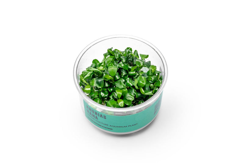 Anubias Nana UNS Tissue Culture Aquatic Plant - Buce Plant