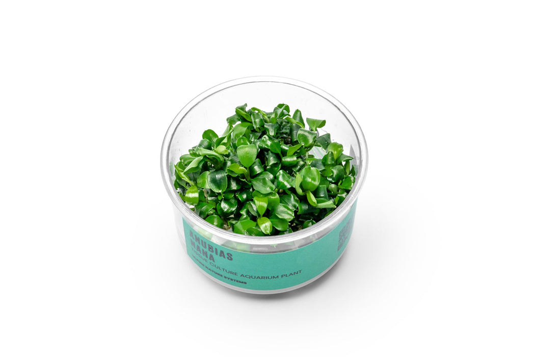 Anubias Nana aquatic plant in UNSTC tissue culture, showcasing lush green leaves suitable for freshwater aquariums.