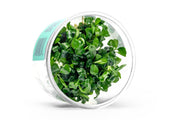 Anubias Nana UNS Tissue Culture Aquatic Plant - Buce Plant