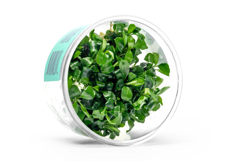 Anubias Nana UNS Tissue Culture Aquatic Plant - Buce Plant