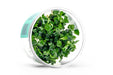 Anubias Nana UNS tissue culture aquatic plant in a clear container, showing healthy green leaves and root system.