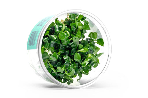Anubias Nana UNS tissue culture aquatic plant in a clear container, showing healthy green leaves and root system.