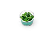 Anubias Nana UNS Tissue Culture Aquatic Plant - Buce Plant