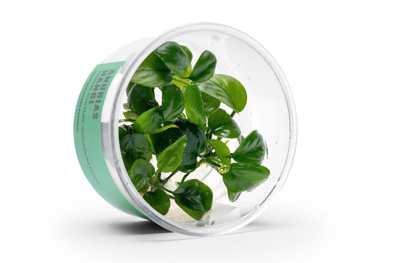 Anubias Nangi UNS Tissue Culture Aquatic Plant - Buce Plant