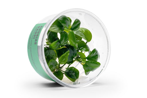 Anubias Nangi UNS Tissue Culture