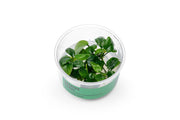 Anubias Nangi UNS Tissue Culture Aquatic Plant - Buce Plant