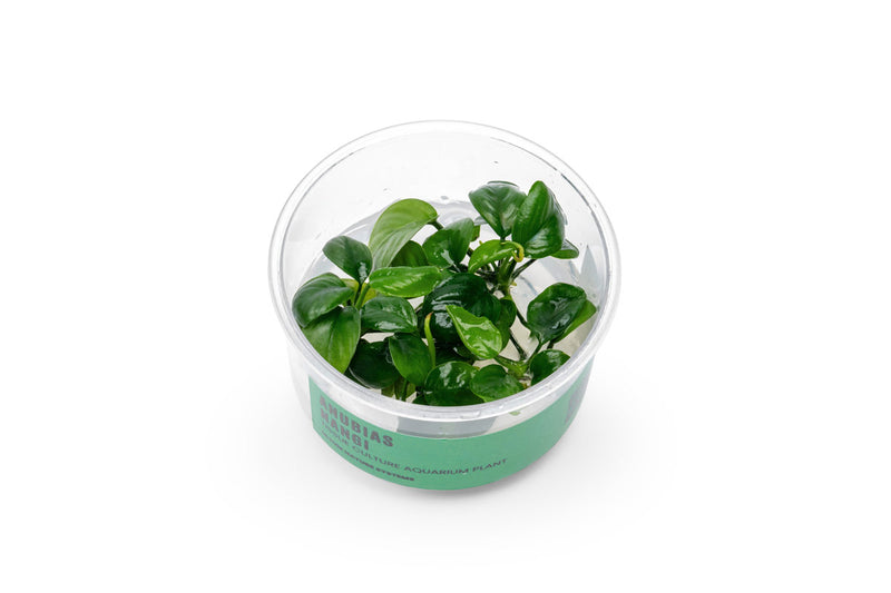 Anubias Nangi UNS Tissue Culture Aquatic Plant - Buce Plant