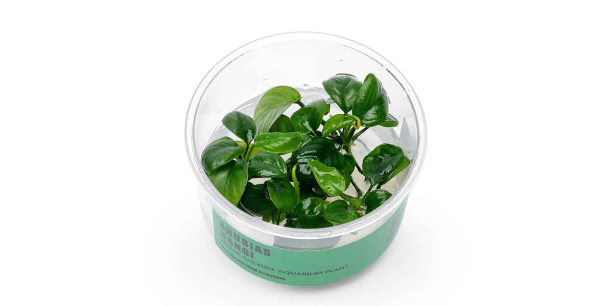 Anubias Nangi UNS Tissue Culture - Buce Plant