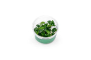 Anubias Nangi UNS Tissue Culture Aquatic Plant - Buce Plant