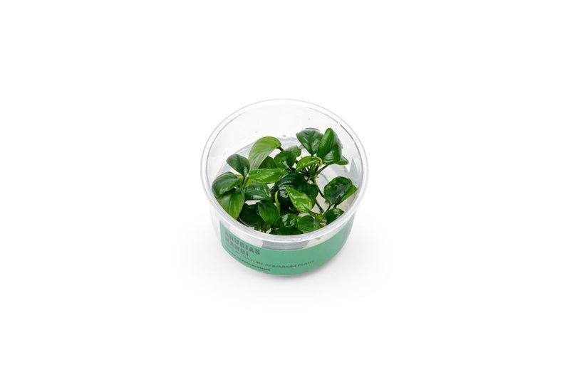 Anubias Nangi UNS Tissue Culture Aquatic Plant - Buce Plant