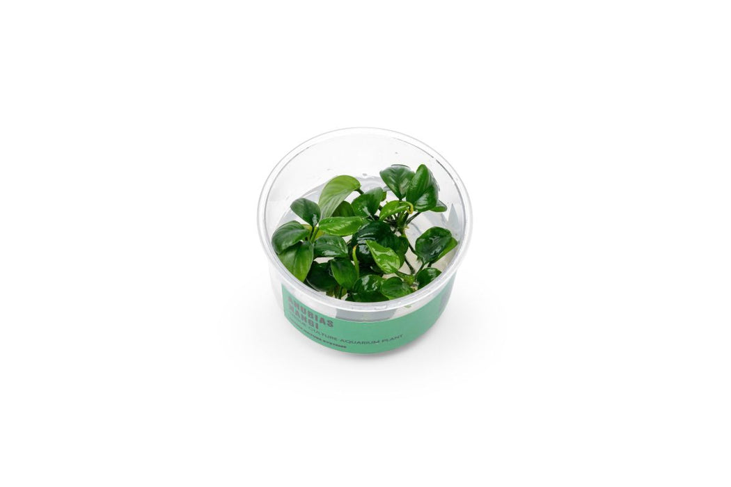 Anubias Nangi UNS Tissue Culture