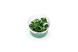 Anubias Nangi UNS Tissue Culture
