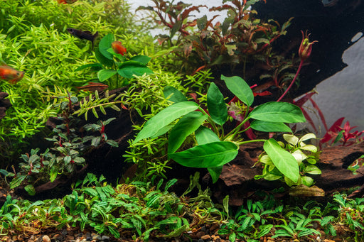 Anubias Short and Sharp