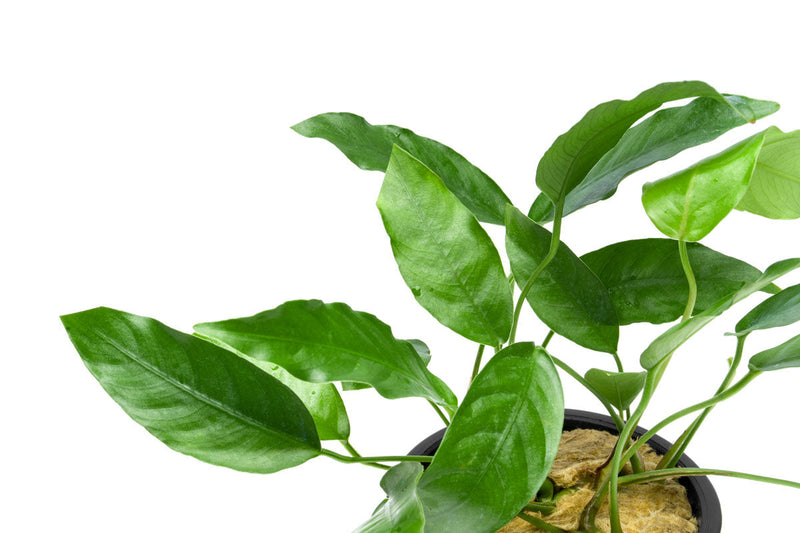 Anubias Short and Sharp Mother Pot, CPA aquatic plant with lush green leaves, suitable for freshwater aquariums.