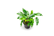Anubias Short and Sharp Mother Pot, CPA aquatic plant in a small pot suitable for freshwater aquariums.