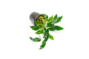 Anubias Short and Sharp Mother Pot aquatic plant from CPA, with lush green leaves in a small pot for freshwater tanks.