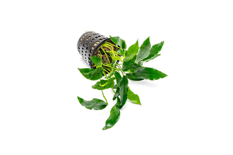Anubias Short and Sharp Mother Pot aquatic plant from CPA, with lush green leaves in a small pot for freshwater tanks.