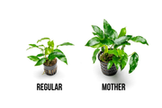 Anubias Short and Sharp Mother Pot, CPA aquatic plant in a small pot, with lush green leaves suitable for freshwater aquariums.