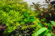 Healthy Anubias Spear Leaf aquatic plant from ACW with broad, spear-shaped green leaves for freshwater aquariums.