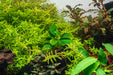 Healthy Anubias Spear Leaf aquatic plant from ACW with broad, spear-shaped green leaves for freshwater aquariums.