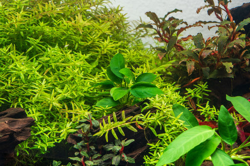 Healthy Anubias Spear Leaf aquatic plant from ACW with broad, spear-shaped green leaves for freshwater aquariums.