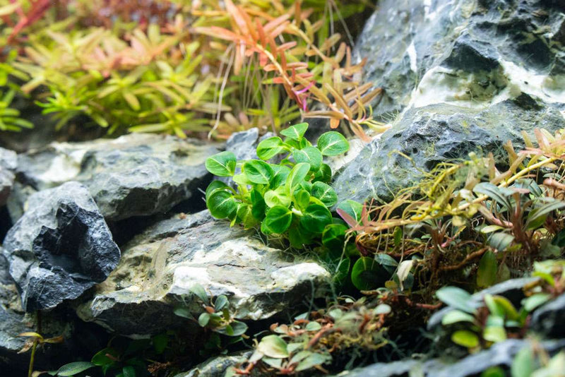Small Anubias Stardust Mini aquatic plant by CPA with lush green, textured leaves ideal for freshwater aquariums.