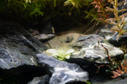 White Broad Leaf Anubias aquatic plant by CPA with broad greenish-white leaves suitable for freshwater aquariums.