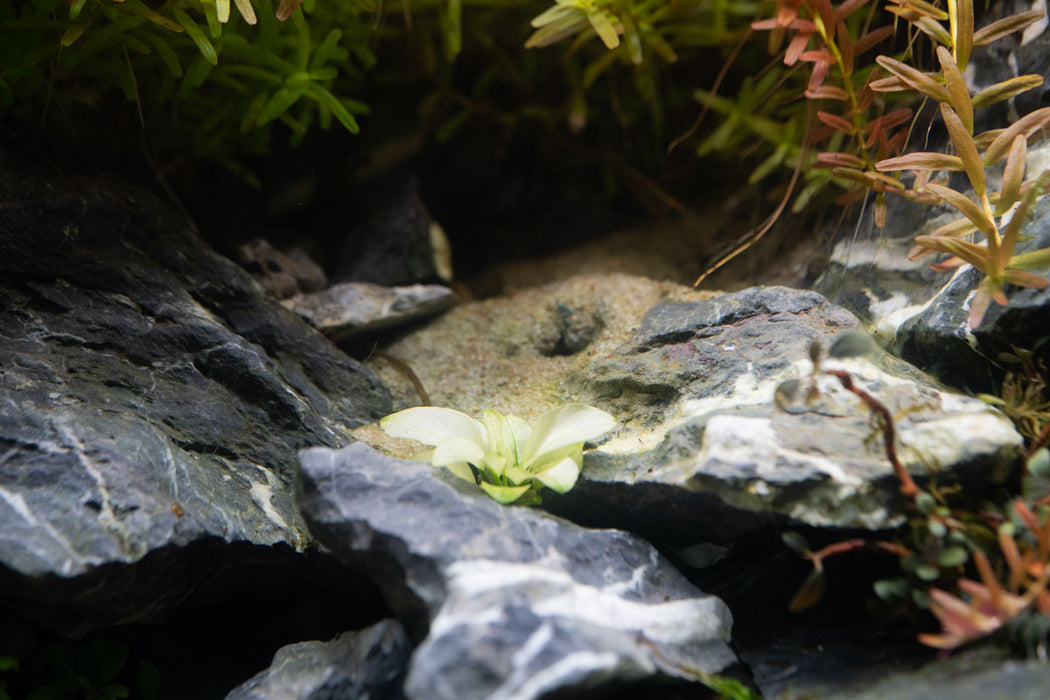 Anubias White Broad Leaf