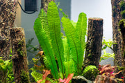 Healthy Aponogeton Boivinianus aquatic plant from IS, showcasing its lush green leaves and natural growth pattern.
