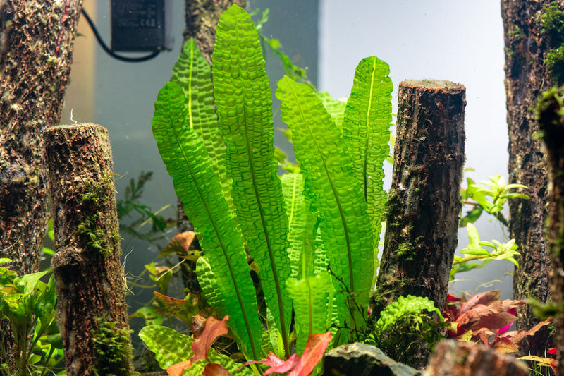 Healthy Aponogeton Boivinianus aquatic plant from IS, showcasing its lush green leaves and natural growth pattern.