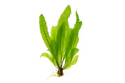 Healthy Aponogeton Boivinianus aquatic plant from IS with lush green leaves, ideal for freshwater aquariums.