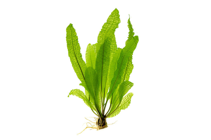 Healthy Aponogeton Boivinianus aquatic plant from IS with lush green leaves, ideal for freshwater aquariums.
