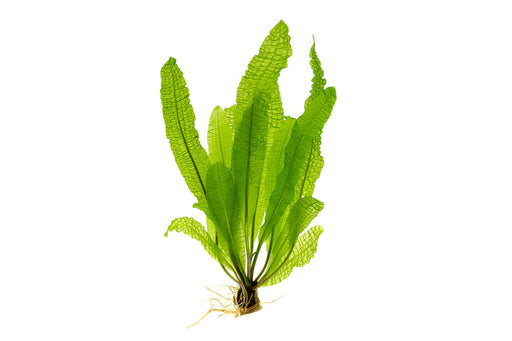 Aponogeton Boivinianus