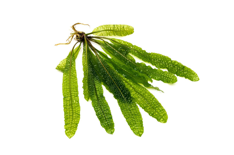Healthy Aponogeton Boivinianus aquatic plant from IS, showcasing elongated green leaves suitable for freshwater aquariums.