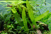 IS Aponogeton Henkelianus aquatic plant bulb with green leaves and bulbous base for freshwater aquarium decoration.