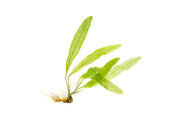 IS Aponogeton Henkelianus aquatic plant bulb with green leaves, ready for planting in freshwater aquariums.
