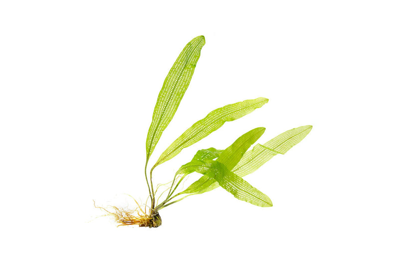 IS Aponogeton Henkelianus aquatic plant bulb with green leaves, ready for planting in freshwater aquariums.