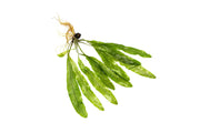 IS Aponogeton Henkelianus Bulb, aquatic plant bulb with green leaves, suitable for freshwater aquariums.