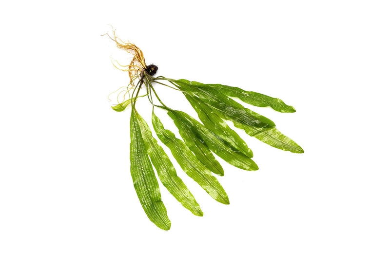 IS Aponogeton Henkelianus Bulb, aquatic plant bulb with green leaves, suitable for freshwater aquariums.
