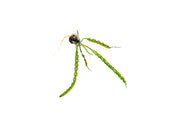 Aquatic plant Aponogeton Longiplumulosus by IS with long, broad leaves growing underwater in a freshwater tank.