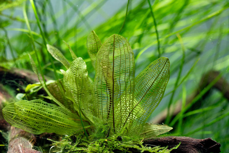 Aponogeton Madagascariensis / Madagascar Lace Bulb Aquatic Plant - Buce Plant