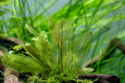 Aponogeton Madagascariensis / Madagascar Lace Bulb