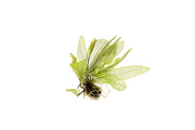 Aponogeton Madagascariensis / Madagascar Lace Bulb Aquatic Plant - Buce Plant