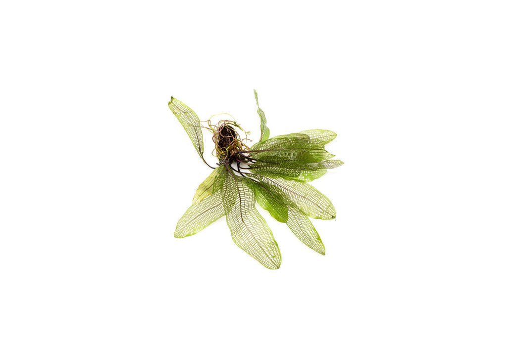 Aponogeton Madagascariensis / Madagascar Lace Bulb