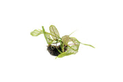 Aponogeton Madagascariensis / Madagascar Lace Bulb Aquatic Plant - Buce Plant