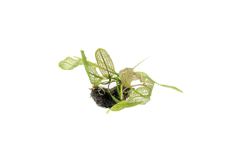 Aponogeton Madagascariensis / Madagascar Lace Bulb Aquatic Plant - Buce Plant