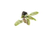 Aponogeton Madagascariensis / Madagascar Lace Bulb Aquatic Plant - Buce Plant