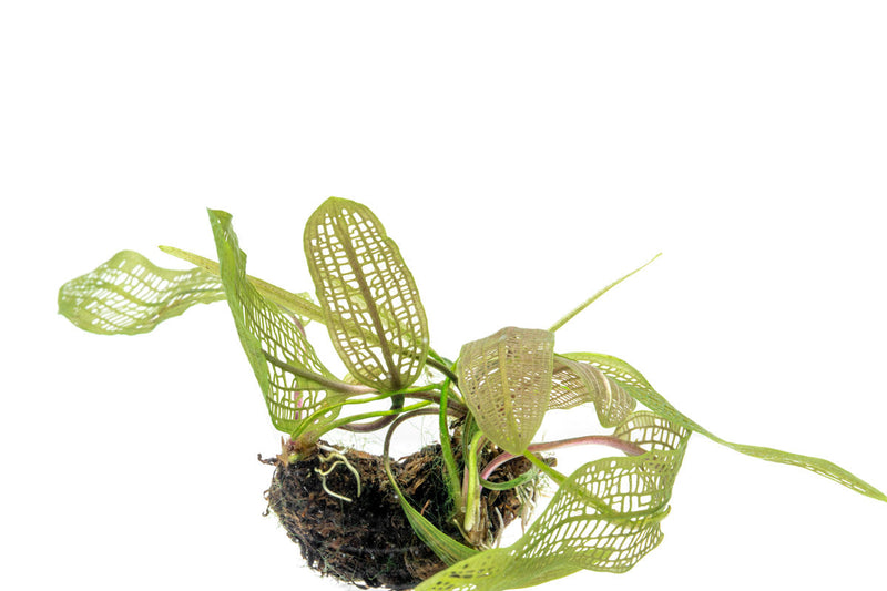 Aponogeton Madagascariensis / Madagascar Lace Bulb Aquatic Plant - Buce Plant