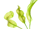 Healthy Aponogeton Ulvaceus aquatic plant from IS, with lush green, elongated leaves perfect for freshwater aquariums.