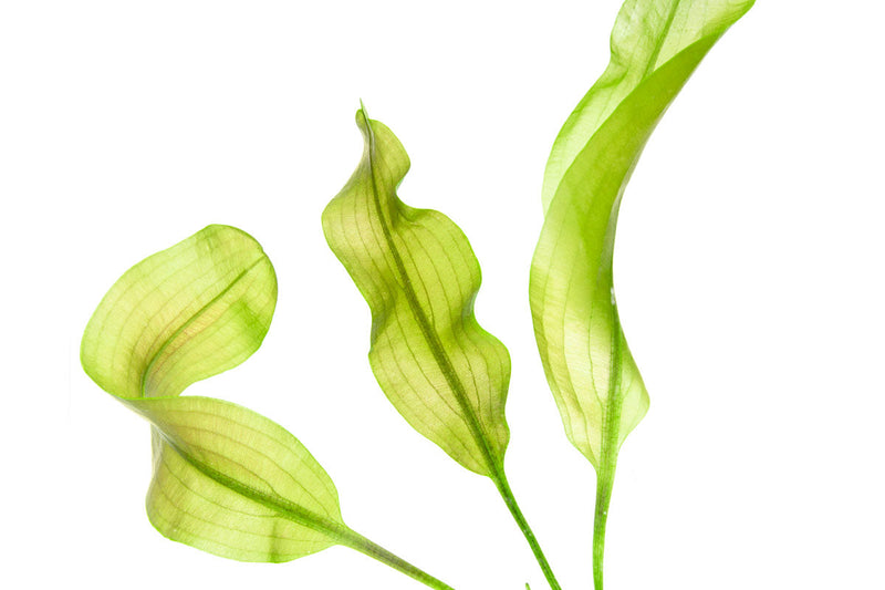 Healthy Aponogeton Ulvaceus aquatic plant from IS, with lush green, elongated leaves perfect for freshwater aquariums.